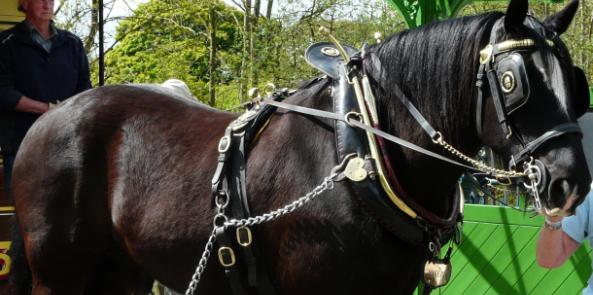 Joseph the Shire Horse