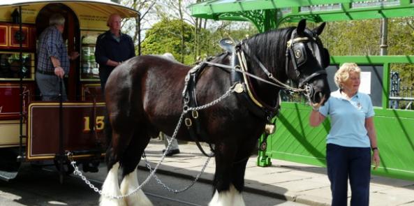 Joseph, our tram horse