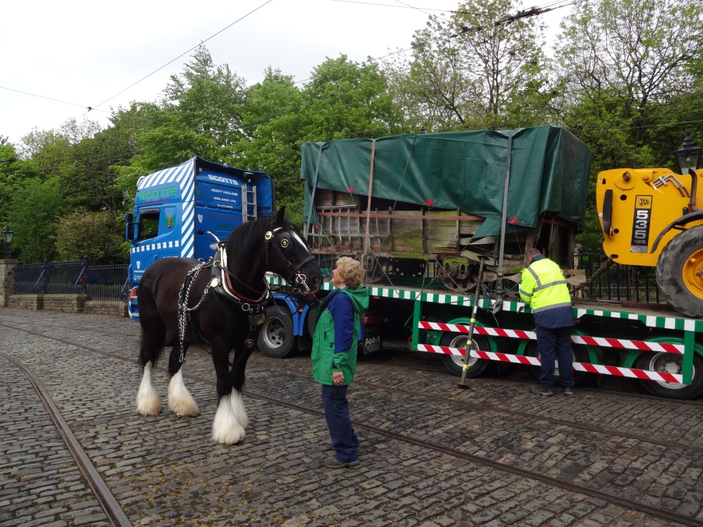 Joseph the horse inspecting the new tram arrival