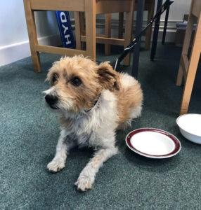 Loki in a Crich Tramway Village office after being found