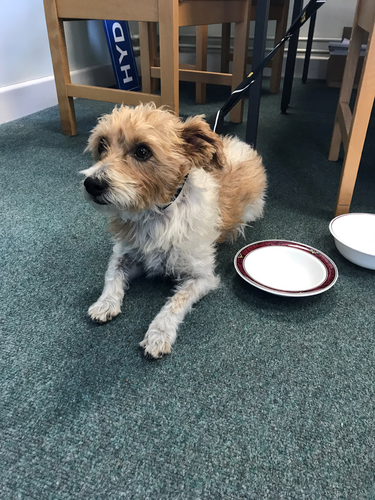 Loki in a Crich Tramway Village office after being found