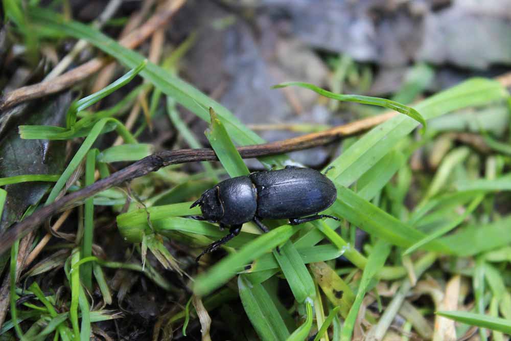 Stag beetle